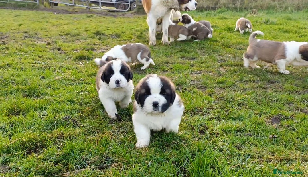 Saint Bernard dogs for sale: Exceptional litter of fabulous quality Saints  - Advert 1