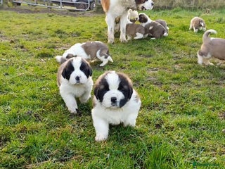 Saint Bernard dogs Exceptional litter of fabulous quality Saints - Advert 1