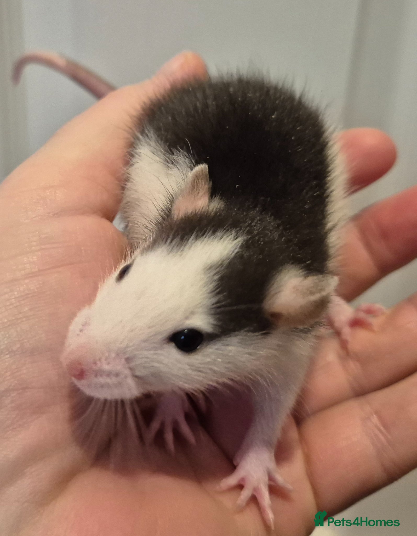 Rat rodents Baby Dumbo Rats - Advert 22