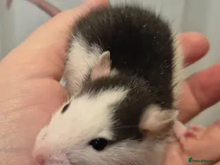 Rat rodents Baby Dumbo Rats - Advert 22