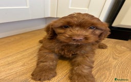 Cockapoo dogs for sale: Beautiful miniature Teddybear Cockapoo  puppies  - Image 28