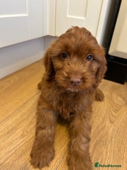 Cockapoo Puppy 3