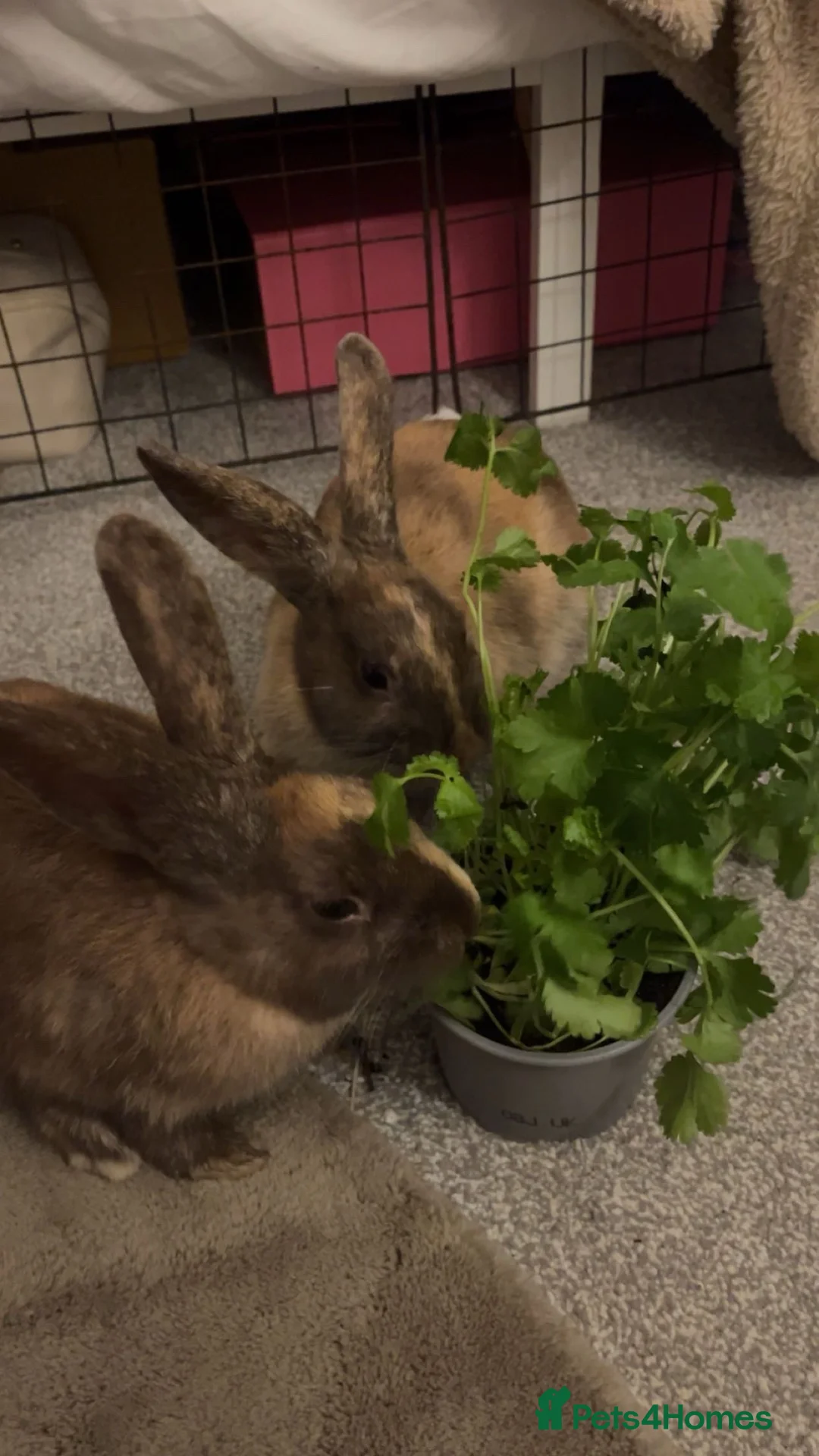 Mixed Breed rabbits for sale: Loving bunnies needing a 🏡 in Christchurch - Advert 5