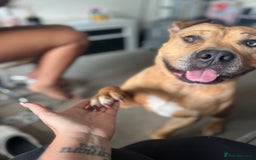 Mixed Breed dogs for sale: Reggie 3 year old intact male  - Image 8
