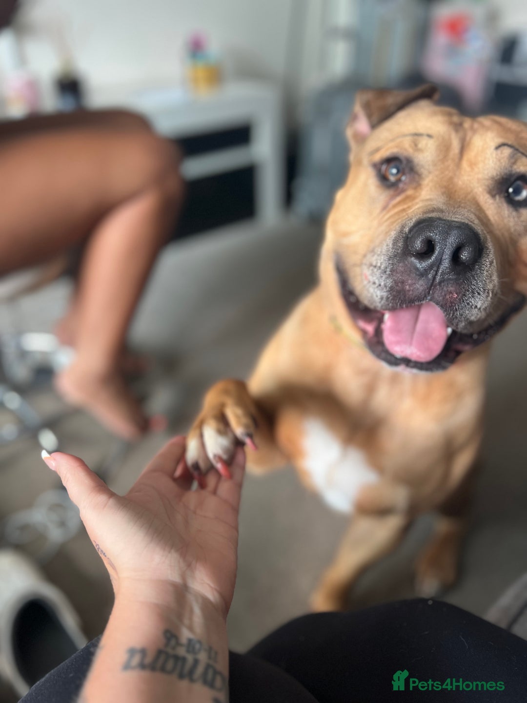 Mixed Breed dogs for sale: Reggie 3 year old intact male  - Image 8