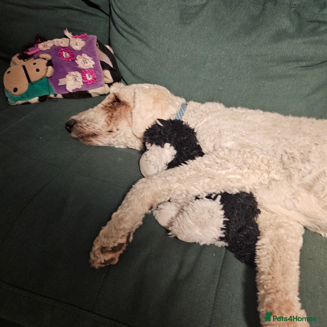 Standard Poodle dogs for sale: Standard poodle for rehome - Advert 3