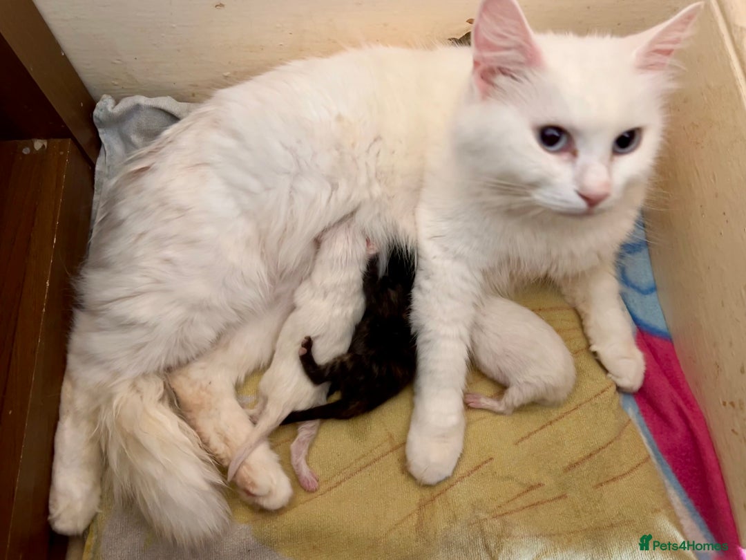 British Longhair cats for sale: 2 adorable kittens looking for their forever home - Image 21