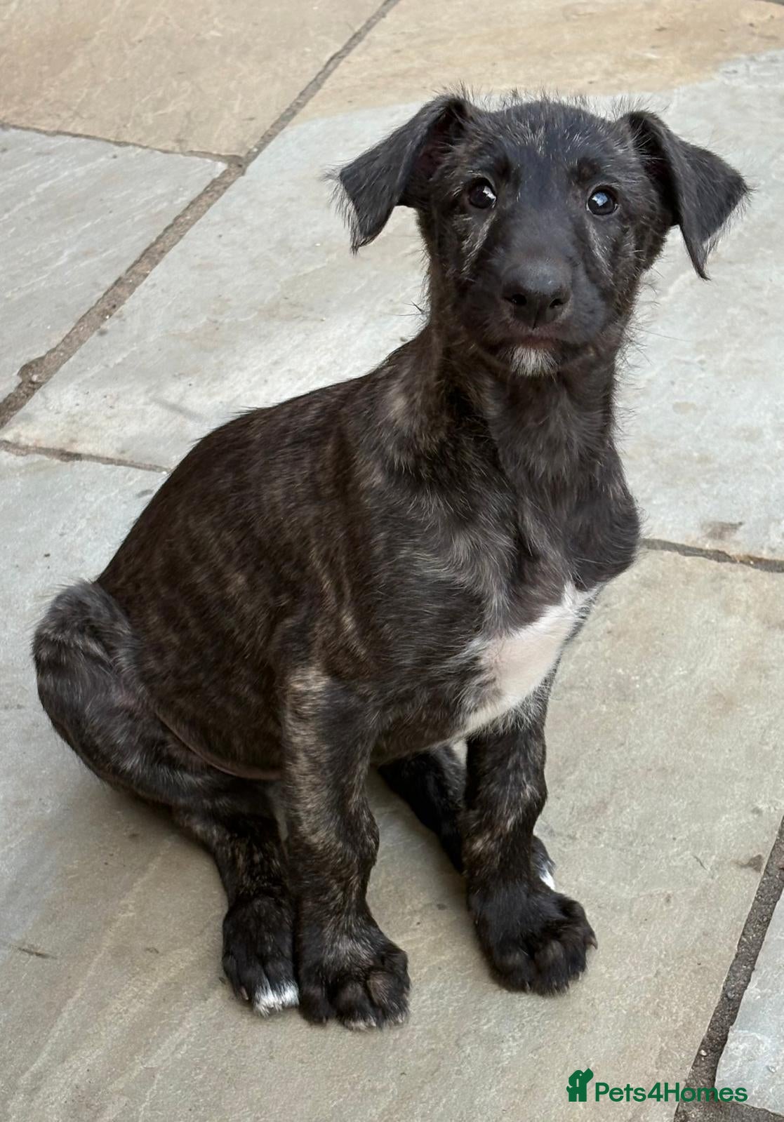 Deerhound dogs KC registered deerhound pups - Advert 2