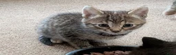 Mixed Breed cats for sale: Gorgeous Bengal X girls in Ellesmere - Advert 13
