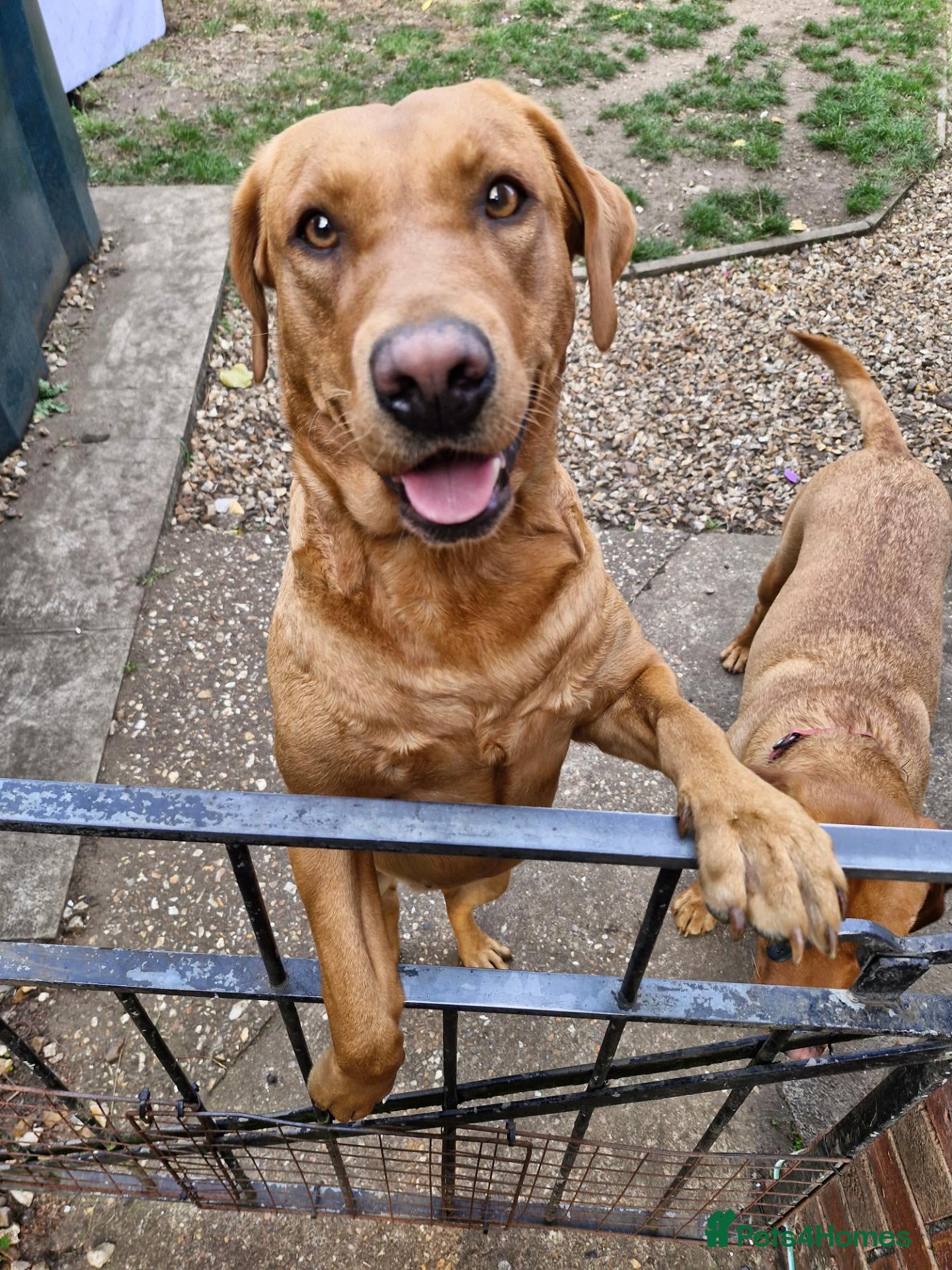 Labrador Retriever dogs Labrador female adult - Advert 2