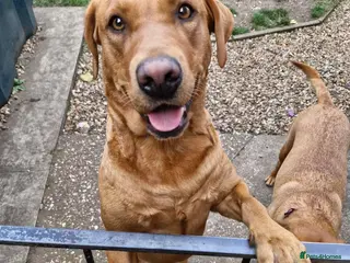 Labrador Retriever dogs Labrador female adult - Advert 2