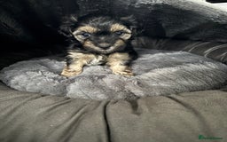 Mixed Breed dogs for sale: Shichon cross dachshund - Image 11