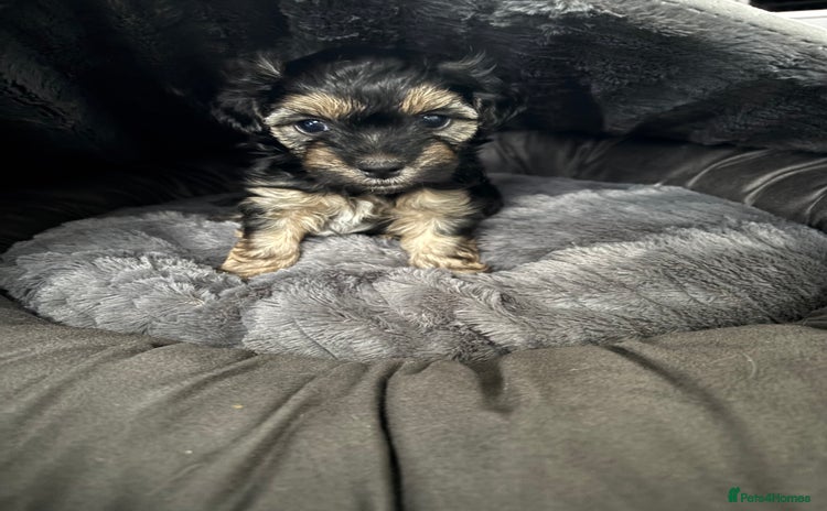 Mixed Breed dogs - Advert 1