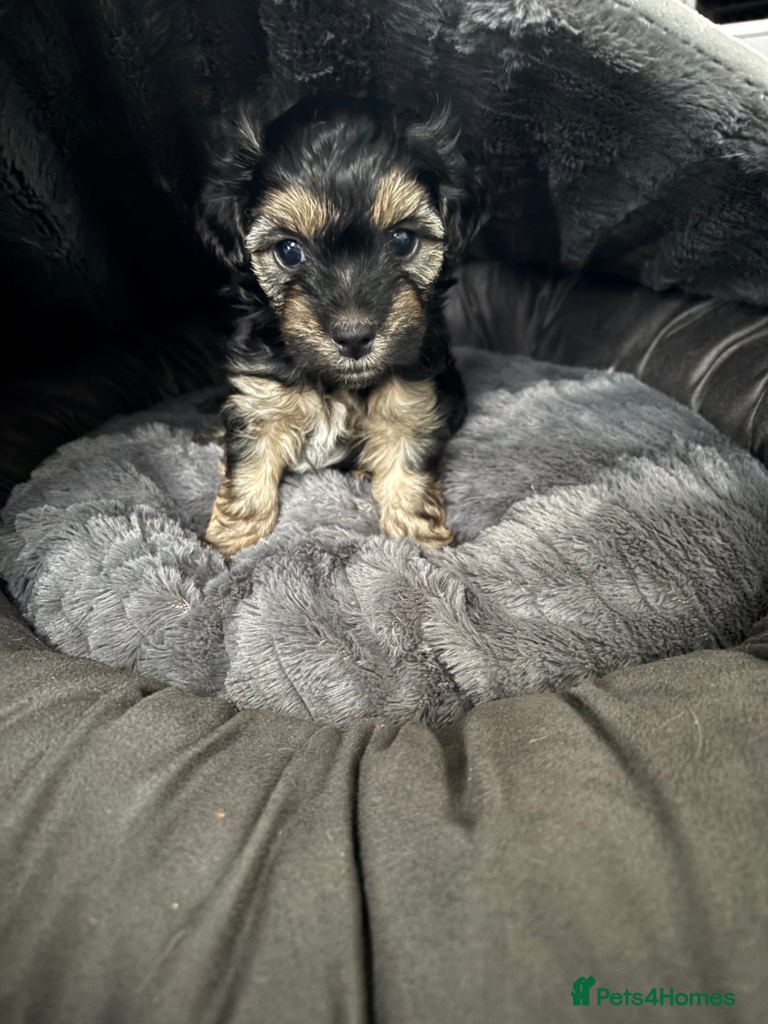 Mixed Breed dogs for sale: Shichon cross dachshund - Image 11