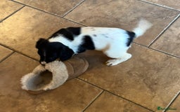 English Springer Spaniel dogs for sale: KC Calm English Springer Spaniel Puppies - Image 13
