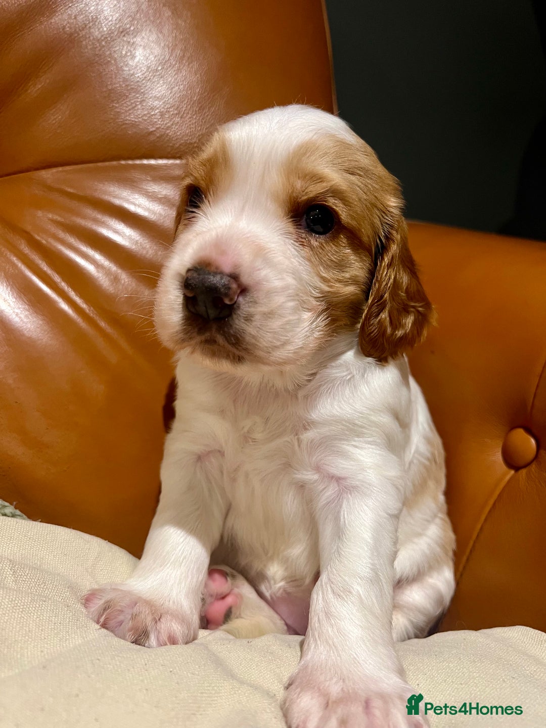 Welsh Springer Spaniel dogs for sale: 1 Girl remaining Fully Health Tested Parents  - Advert 11