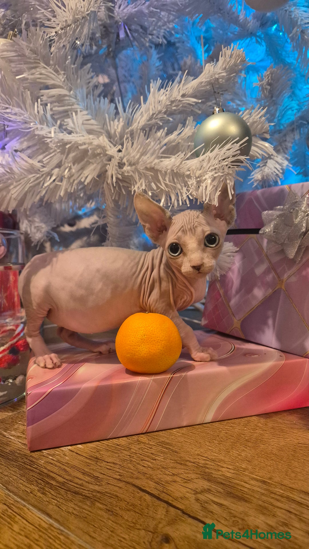Sphynx cats for sale: Exclusive Sphynx Kittens Looking for Forever Homes - Advert 6