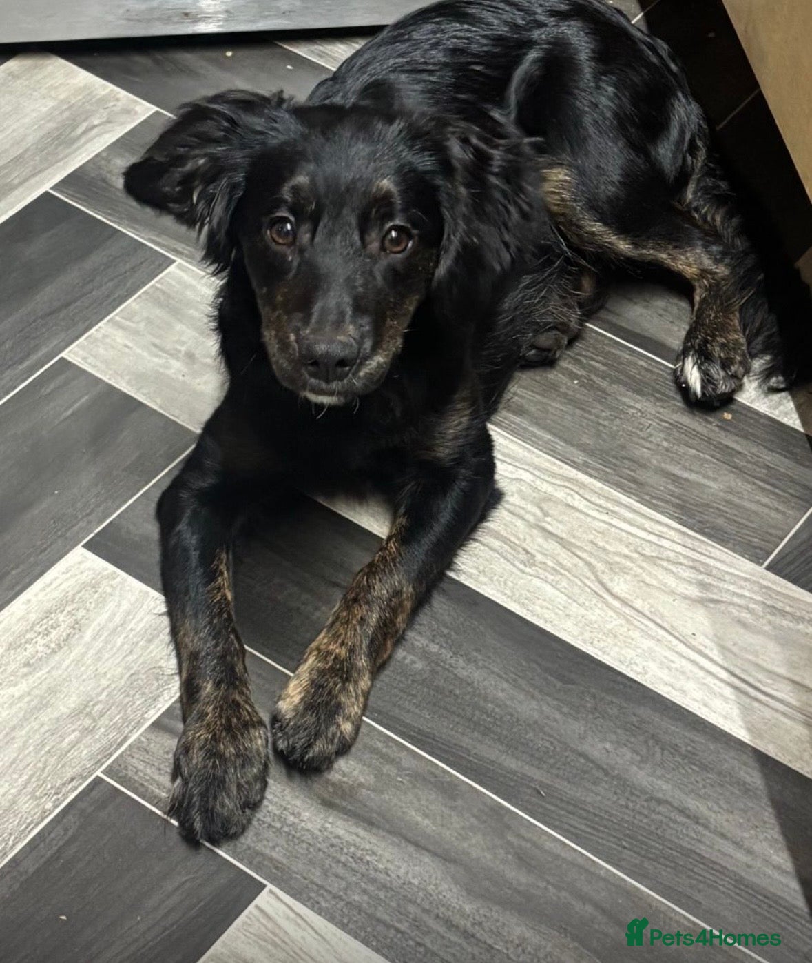 Mixed Breed dogs Beautiful collie cross cockerpoo  - Advert 1