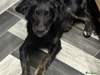 Mixed Breed dogs Beautiful collie cross cockerpoo - Advert 1