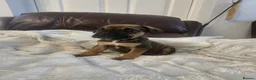 Mixed Breed dogs for sale: Cane corso x pocket bully - Advert 19