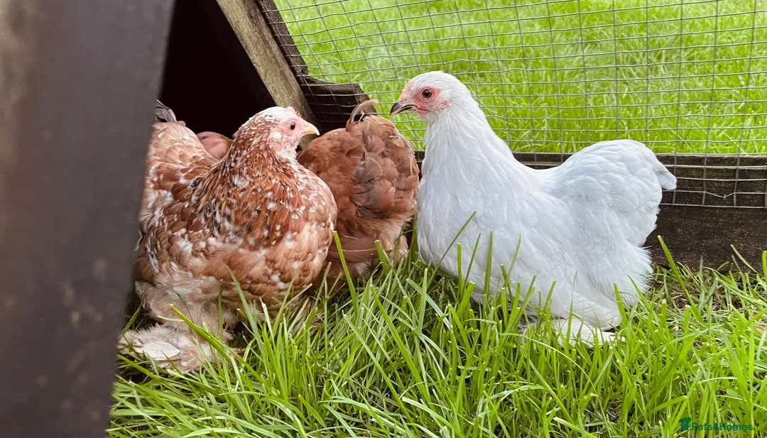 Chickens poultry for sale: Pekin bantam girls  in Malvern - Advert 1