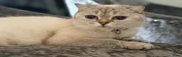Scottish Fold cats for sale: Scottish Fold X Lilac Ragdoll twins ❤️  - Advert 3