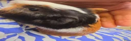 Guinea Pig rodents for sale: Female guinea pigs  - Advert 7