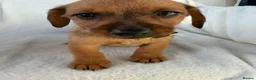 Mixed Breed dogs for sale:  Dameranian puppies for sale  - Advert 8