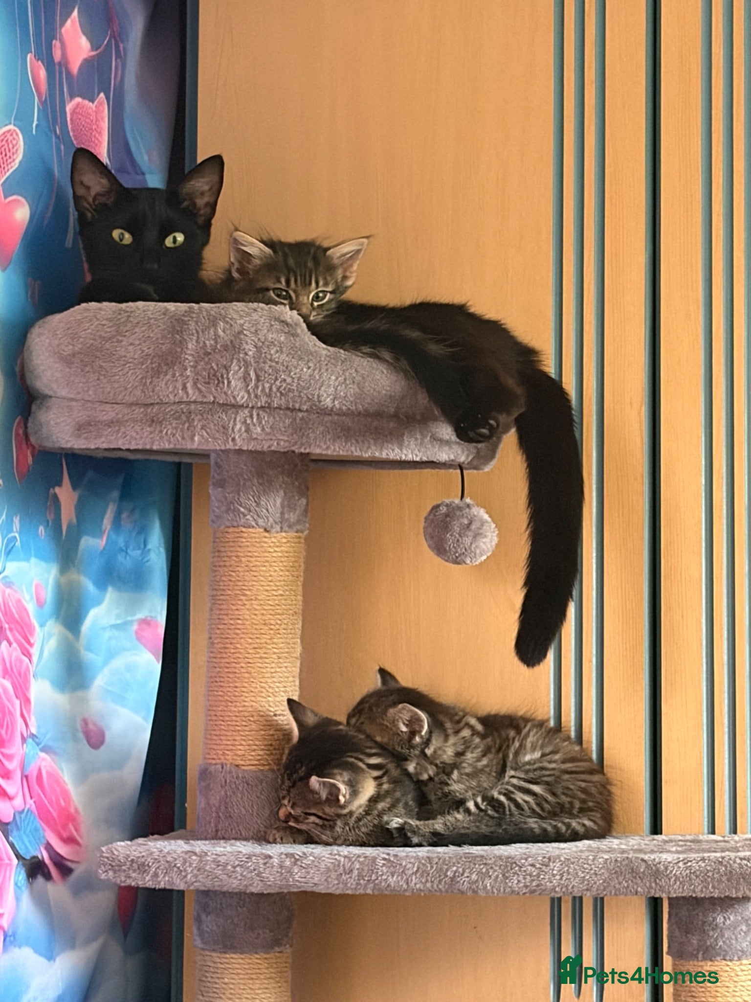 Mixed Breed cats Beautiful boys needing homes  - Advert 3