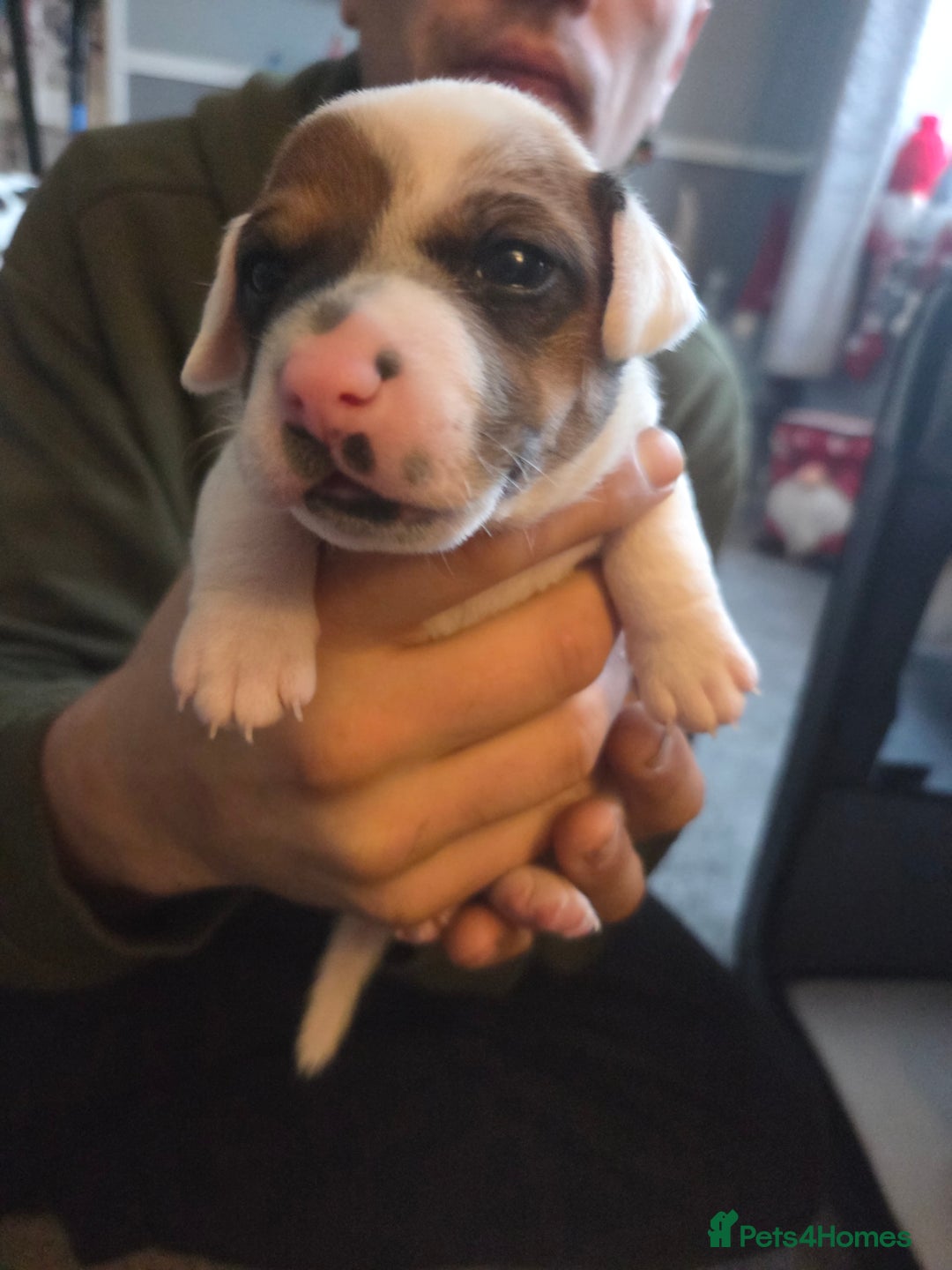 Jack Russell dogs for sale: Jack russell puppy - Advert 5