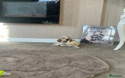 Cocker Spaniel dogs for sale: Cocker spaniel puppys - Image 11