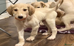 Saluki dogs for sale: Saluki  - Image 24