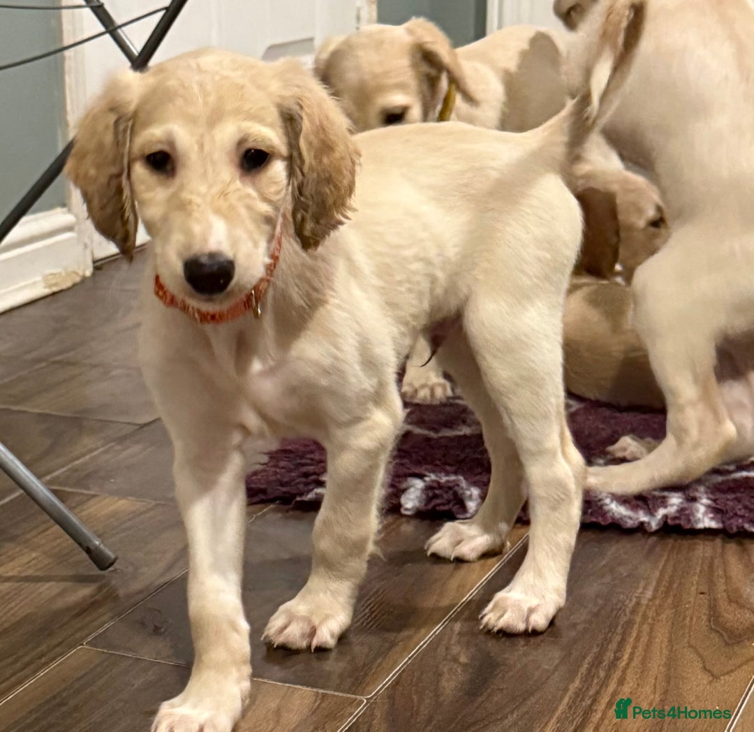 Saluki dogs for sale: Saluki  - Image 24