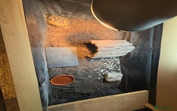 Tortoise reptiles for sale: Horsefield tortoise and set up - Image 1