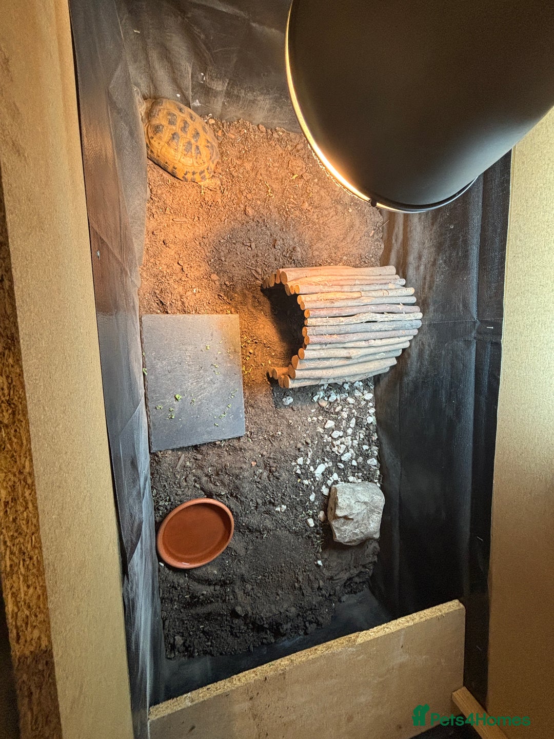 Tortoise reptiles for sale: Horsefield tortoise and set up - Image 1