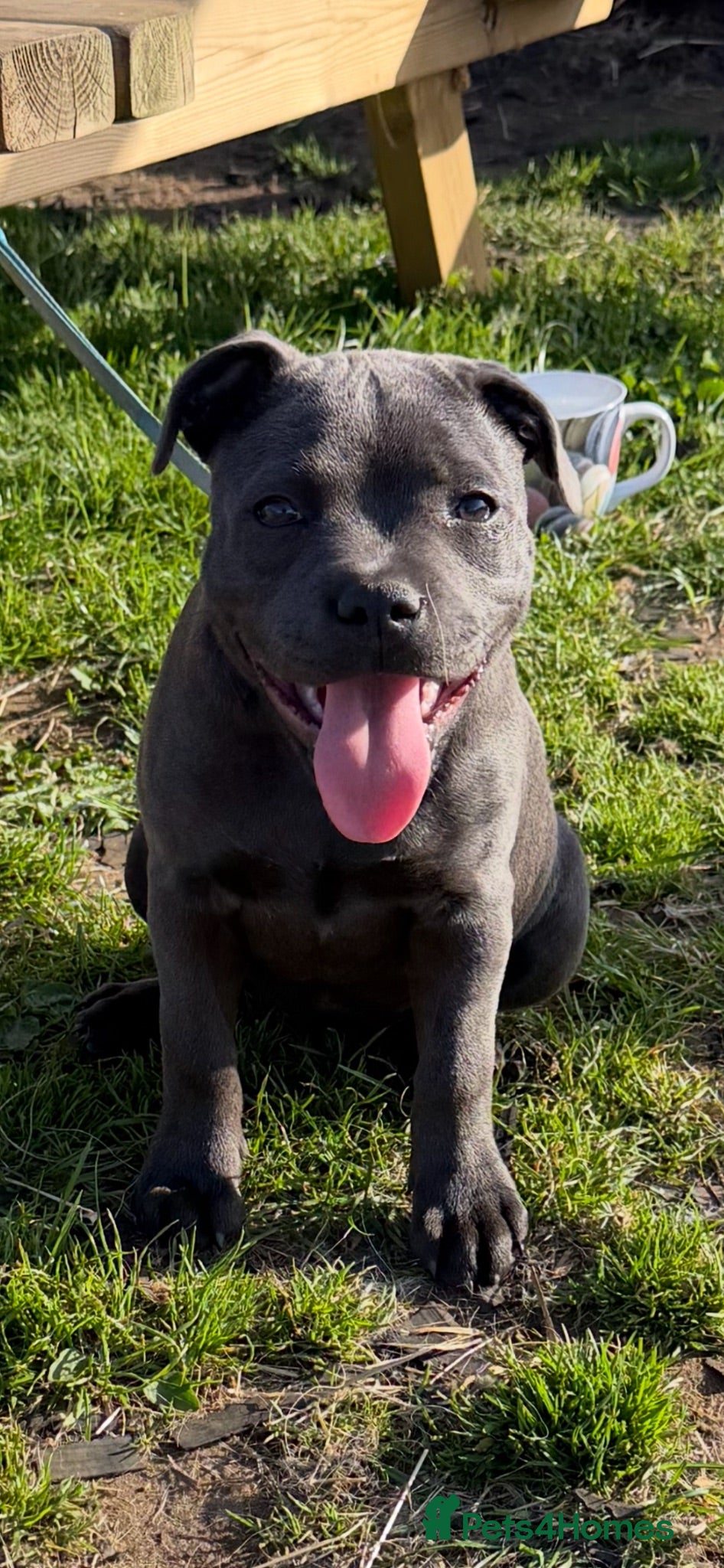 Staffordshire Bull Terrier dogs Kc reg stunning blue staff bitch - Advert 10