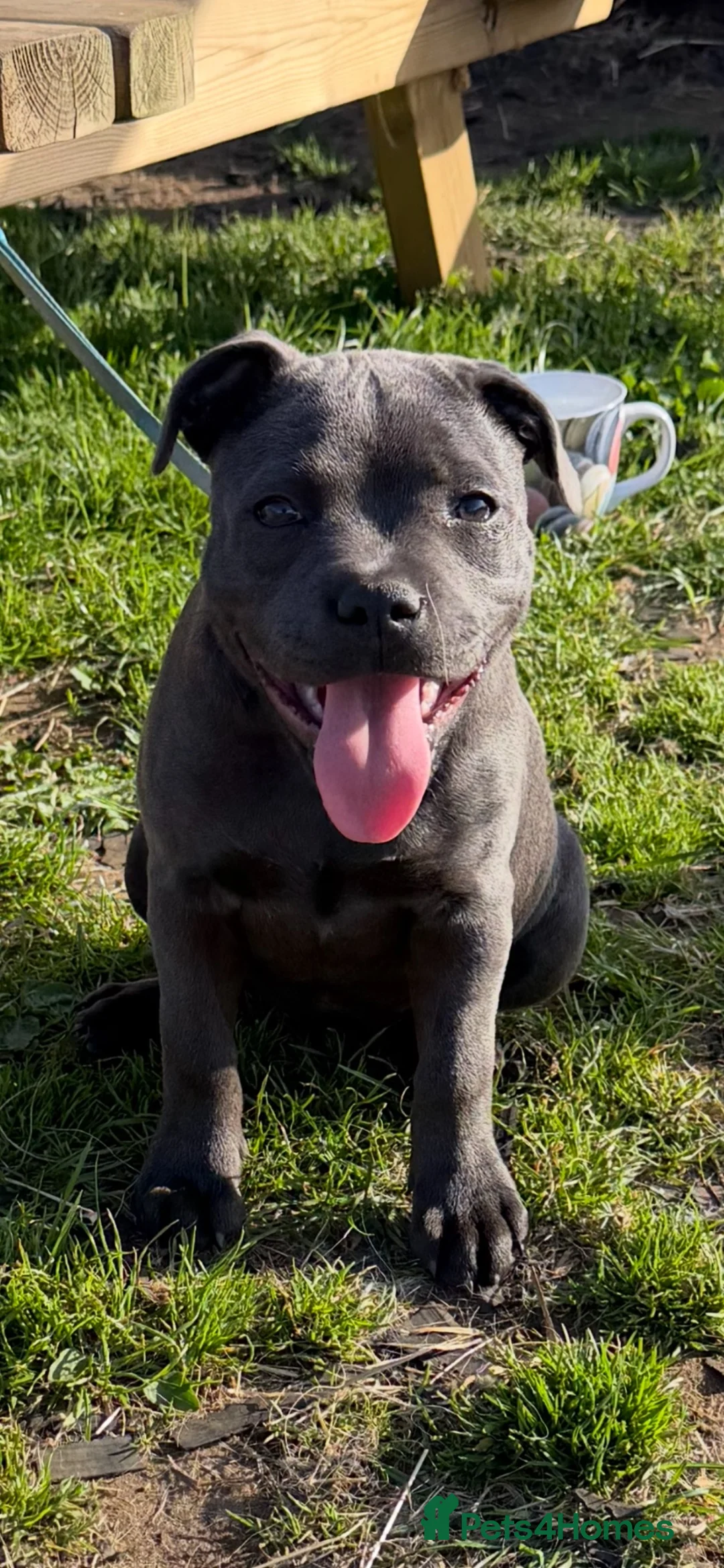 Staffordshire Bull Terrier dogs for sale: Kc reg stunning blue staff bitch - Advert 1