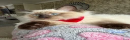 Ragdoll cats for sale:     Family Raised Ragdoll Kittens🐈‍⬛💕 - Advert 1
