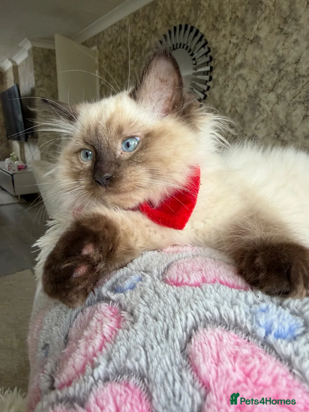 Ragdoll cats for sale:     Family Raised Ragdoll Kittens🐈‍⬛💕 - Advert 1