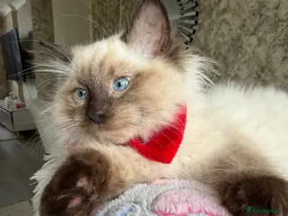 Ragdoll cats 💙 Adorable Ragdoll Kittens 🐈⬛ - Advert 11