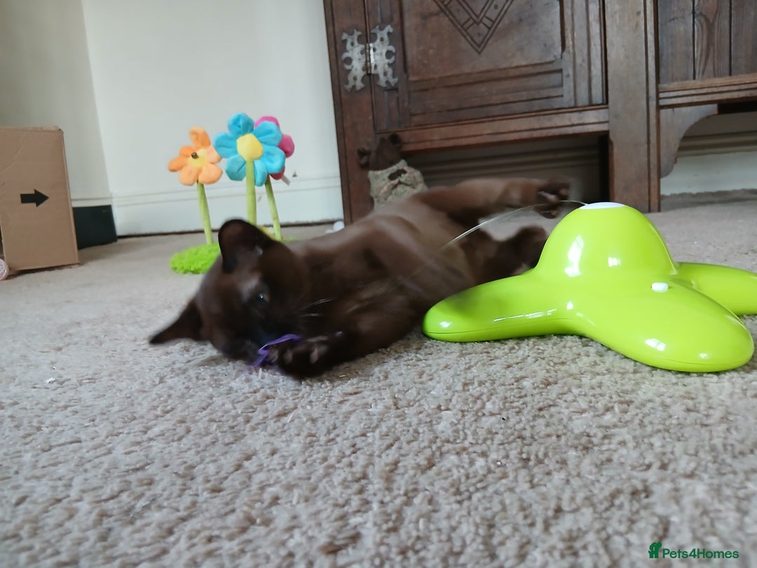 Burmese cats for sale: Handsome Brown Burmese Boy. GCCF Reg - Advert 5