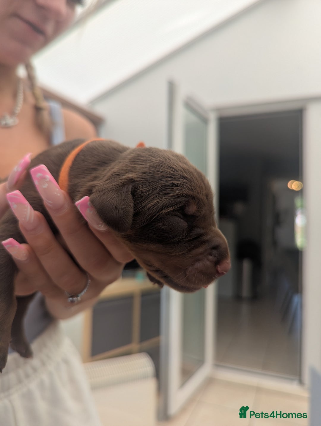 Dobermann dogs for sale: Stunning Dobermann puppies in Nottingham - Image 21