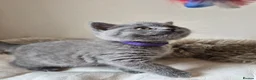 British Shorthair cats for sale: Lovely GCCF British Shorthair Kittens  - Advert 22