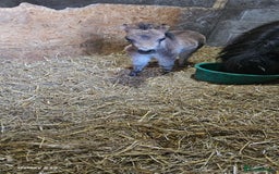Shetland pony horses for sale: Buckskin roan colt  - Image 7