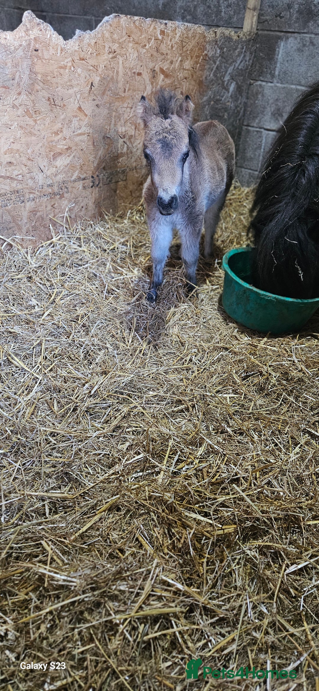 Shetland pony horses for sale: Buckskin roan colt  - Image 7