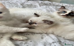 Ragdoll cats for sale: Beautiful Ragdoll Kittens  in London - Image 23
