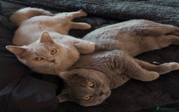 British Shorthair cats for sale: Are you interested ?  - Image 5