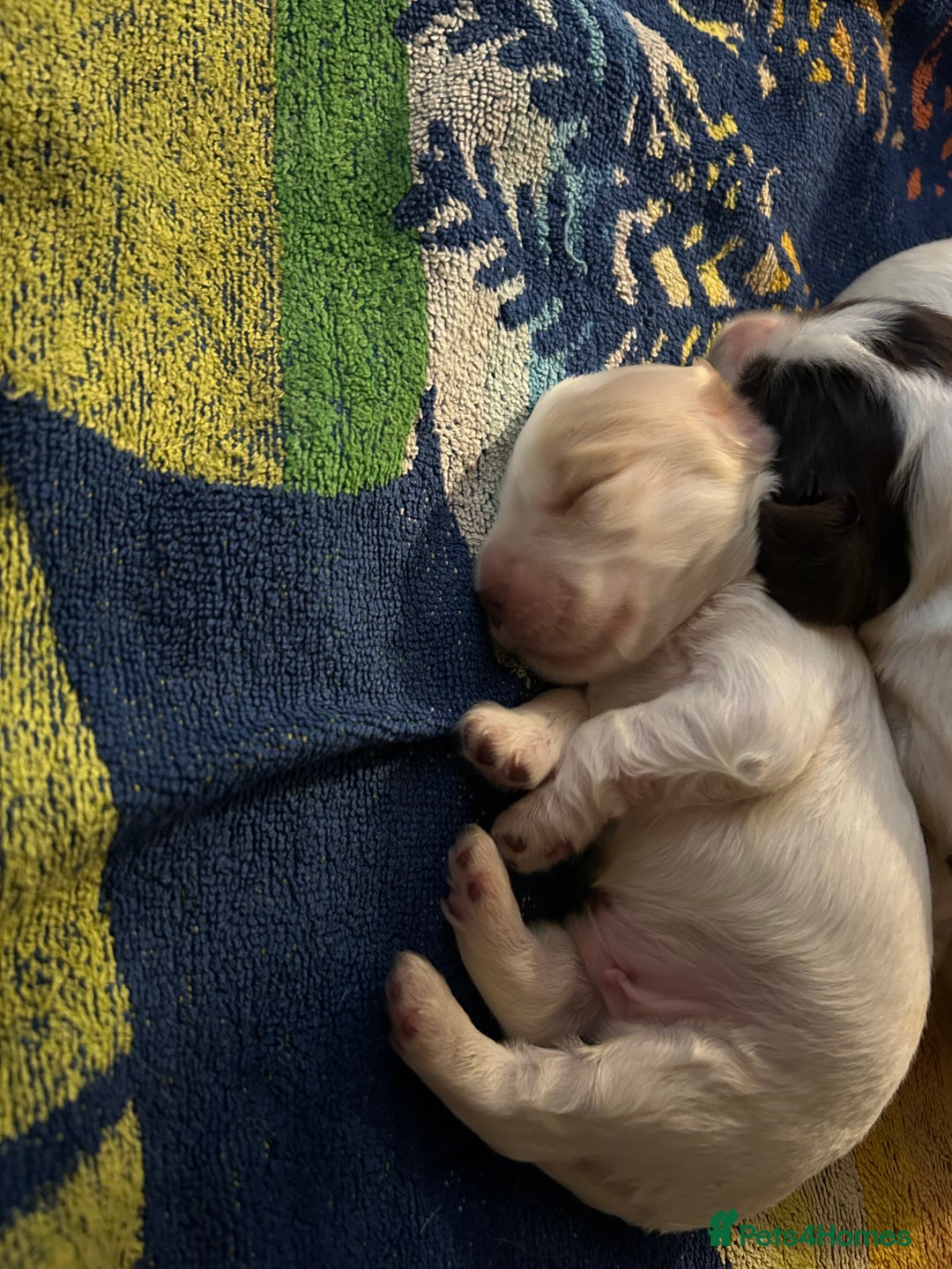 Cocker Spaniel dogs for sale: Gorgeous Cocker Spaniel Puppies - Image 13