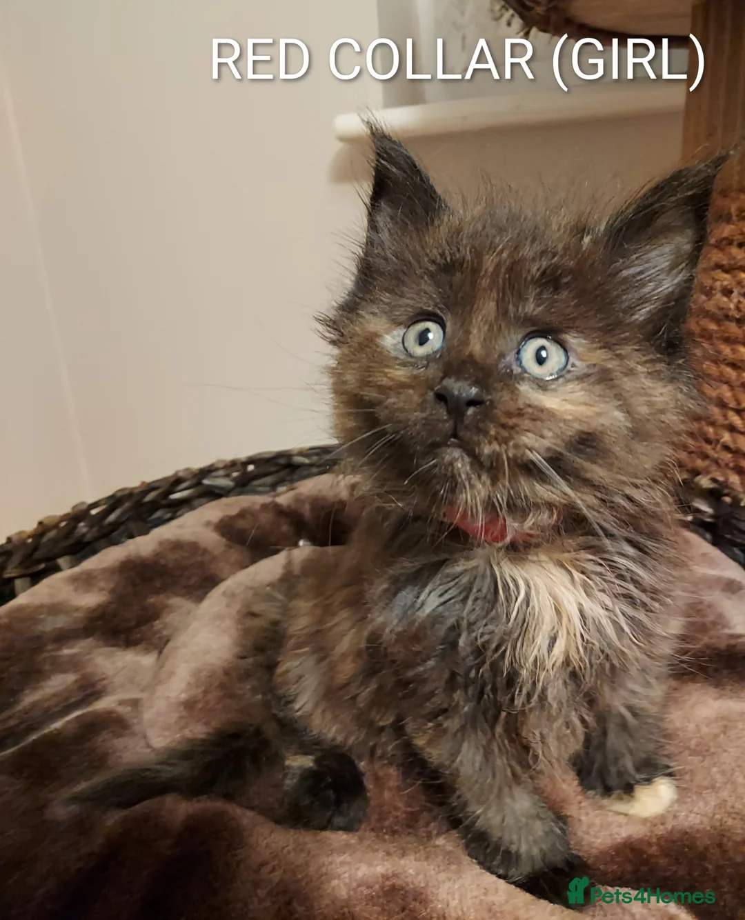 Maine Coon cats for sale: RARE COLOURS!!! MAINE COON KITTENS/DNA/GCCF  - Advert 16