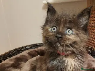 Maine Coon cats GREAT QUALITY MAINE COON KITTENS/DNA/GCCF - Advert 8